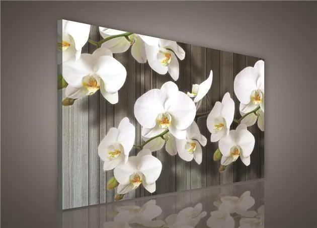 Obraz na plátně bílá orchidej 100